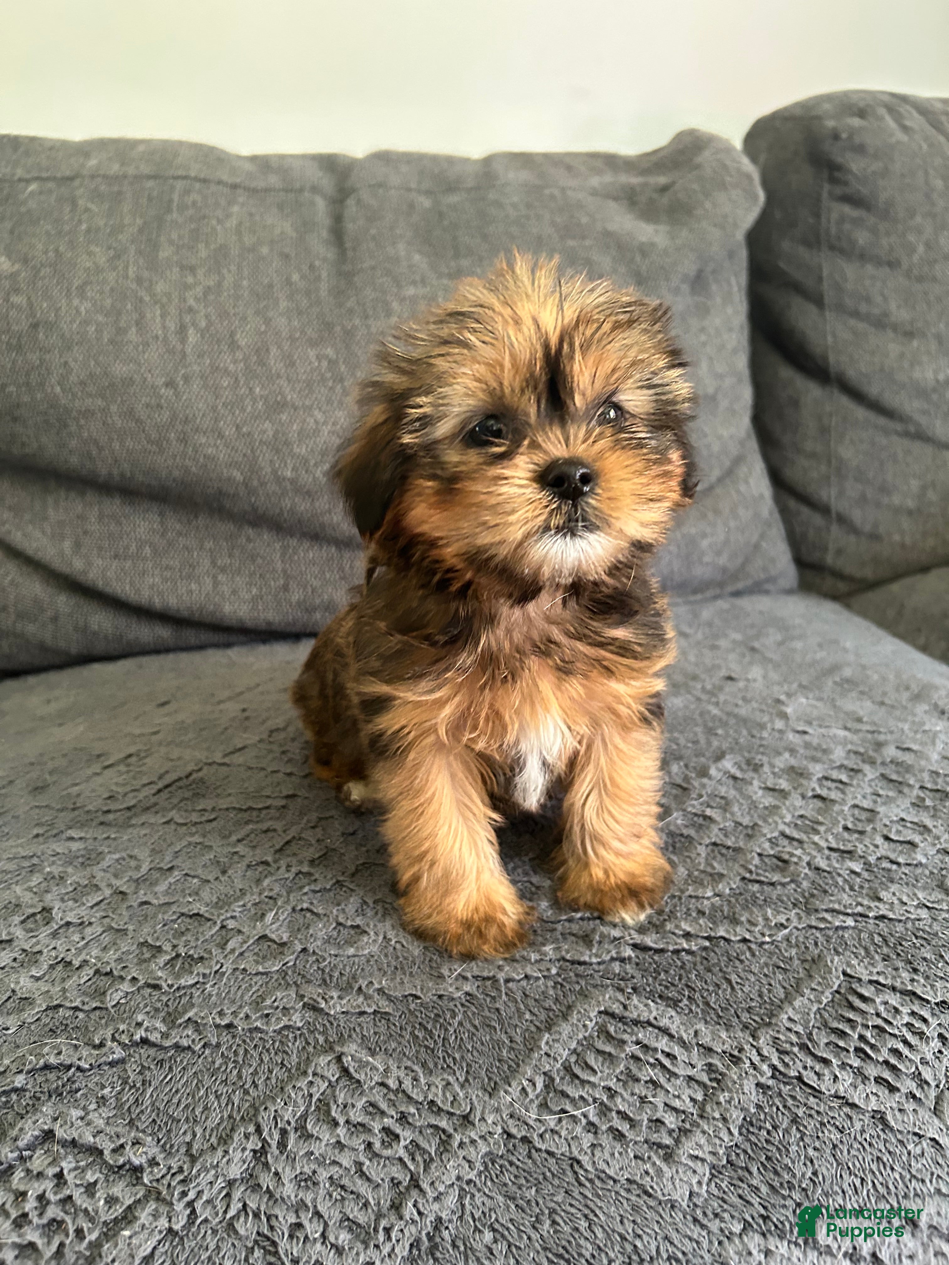 Shorkie dogs Justin - Ad 23