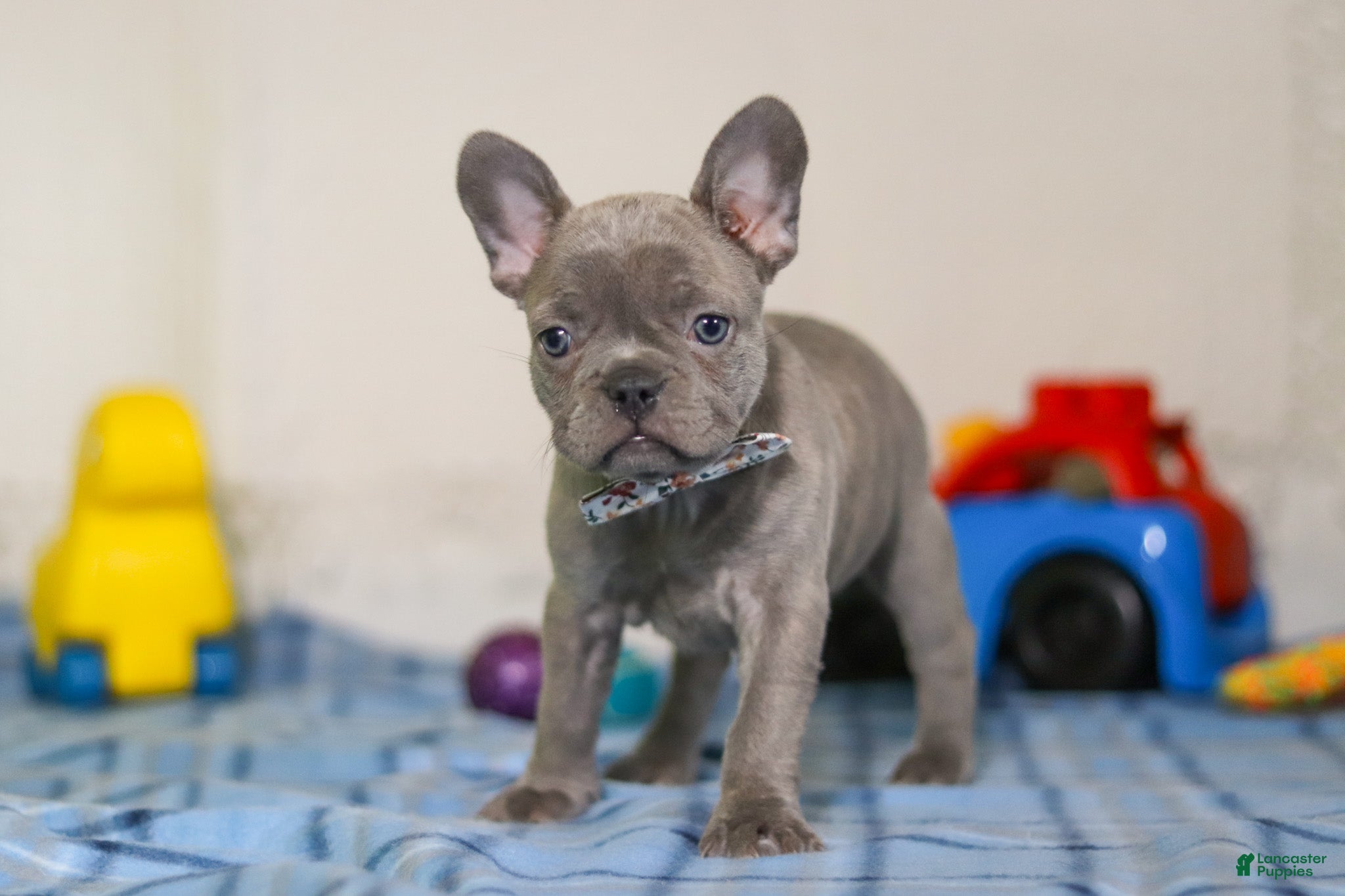 Mixed Breed dogs Sophie - Ad 1