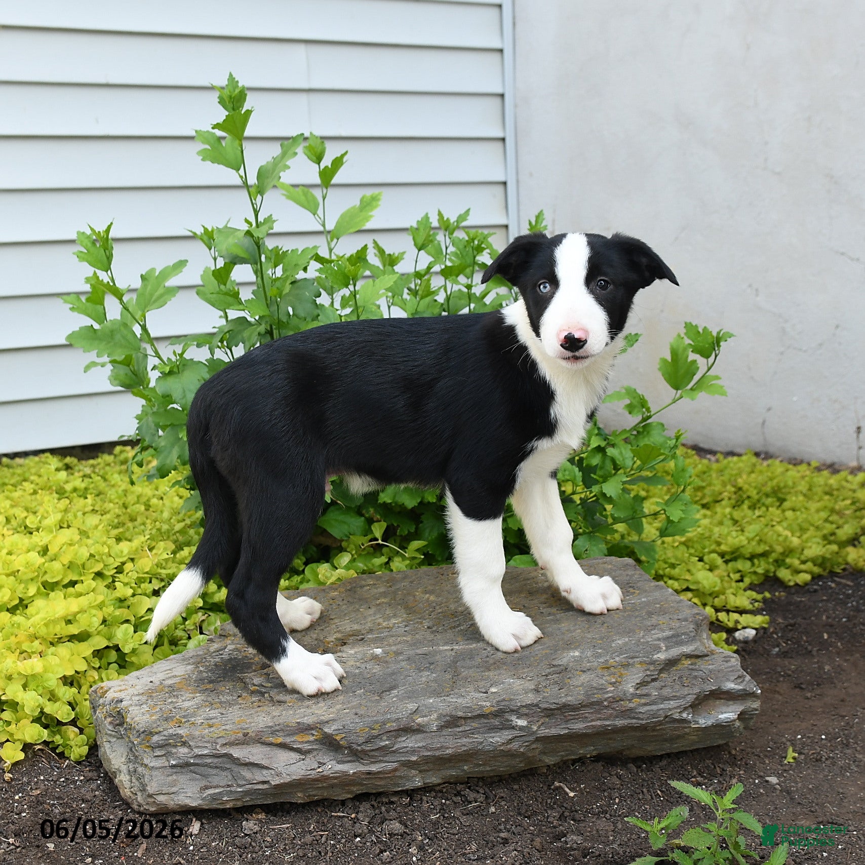 Border Collie dogs Hadley - Ad 2