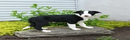 Border Collie dogs for sale: Hadley - Ad 2
