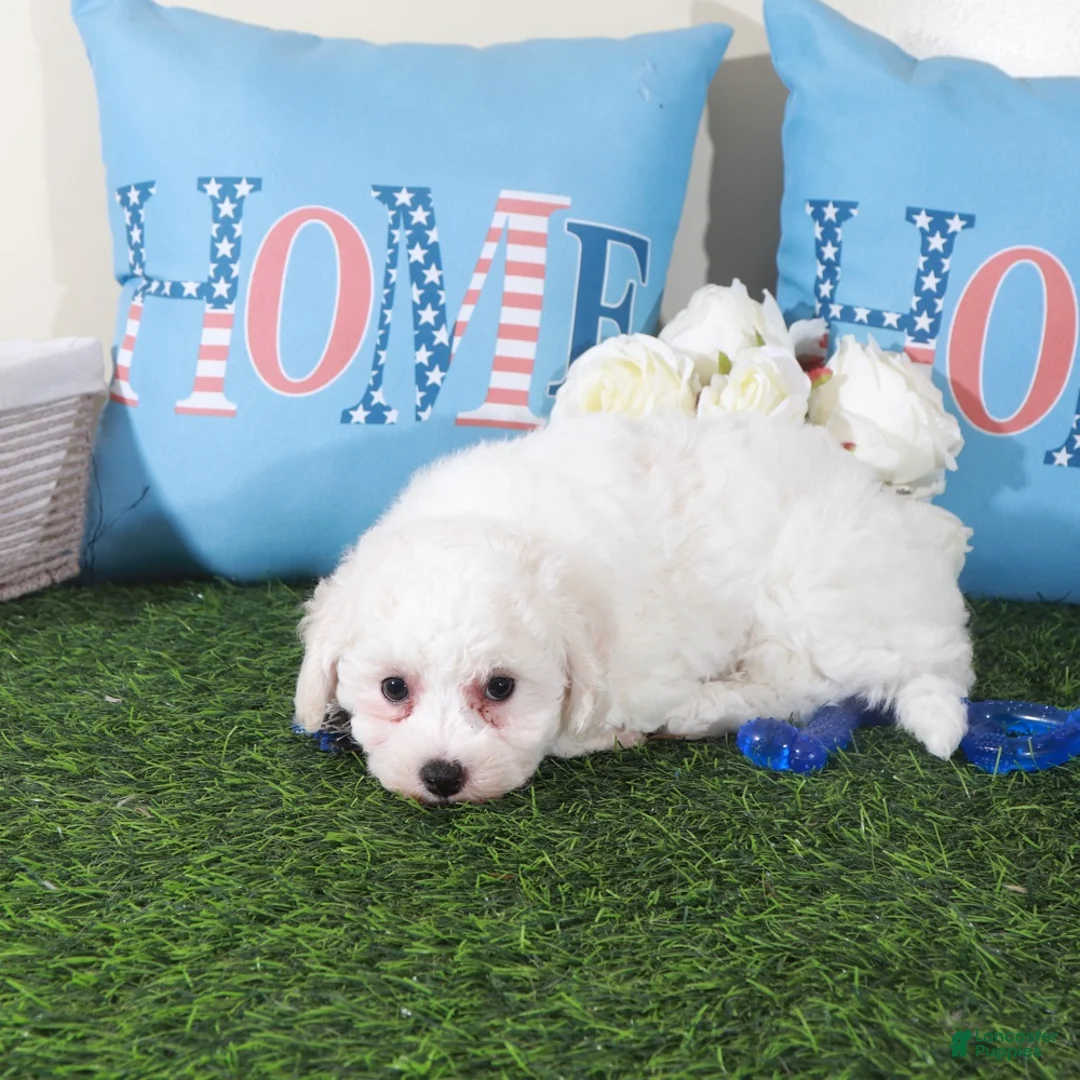 Bichon Frise dogs for sale: Chandler-Charming Male Bischon Frise Puppy - Ad 4