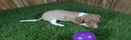 Miniature Dachshund dogs for sale: Cutie Girl 2 - Ad 5