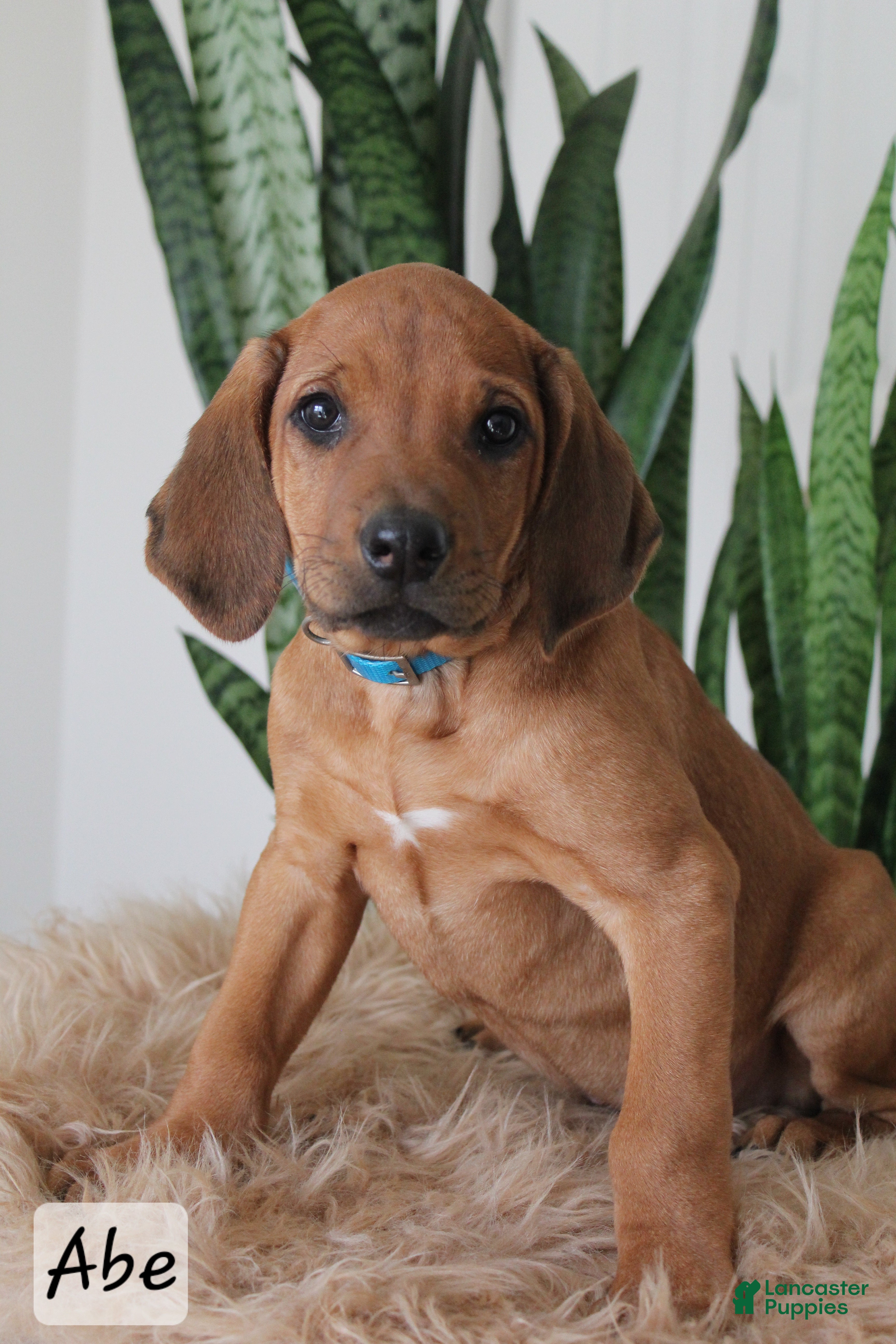 Rhodesian Ridgeback dogs Abe - Ad 5