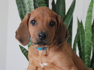 Rhodesian Ridgeback dogs Abe - Ad 6