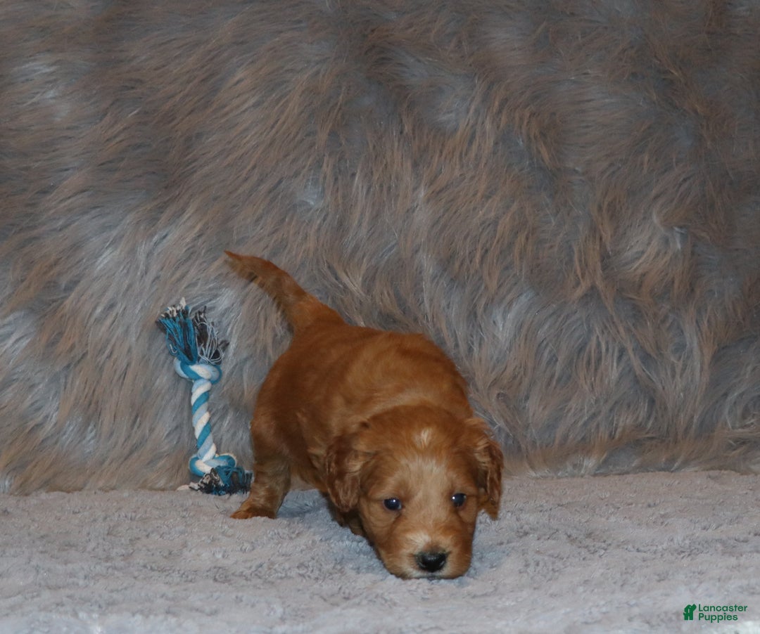 Mini Goldendoodle dogs for sale: Wyatt 💙👨‍👨‍👧‍👦💞🐕 - Ad 12