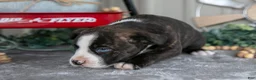 Mixed Breed dogs for sale: Stevie - Ad 3