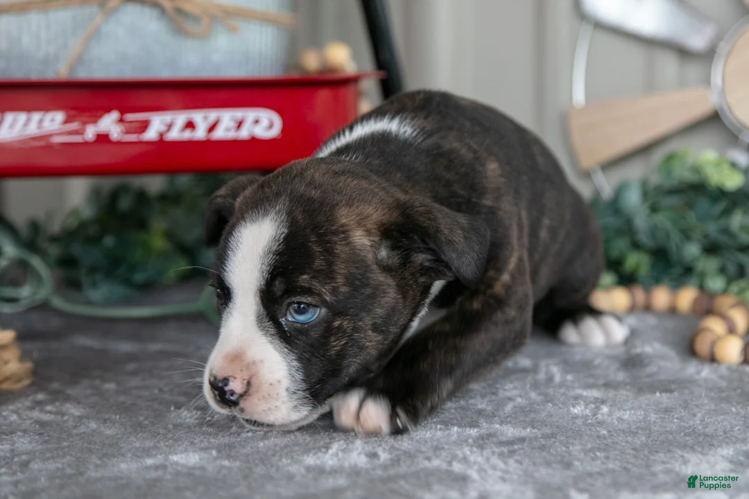 Mixed Breed dogs for sale: Stevie - Ad 3