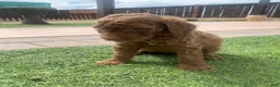 Standard Poodle dogs for sale: Standard Poodle 1 - Ad 3