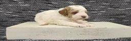 Miniature Poodle dogs for sale: Max - Ad 5