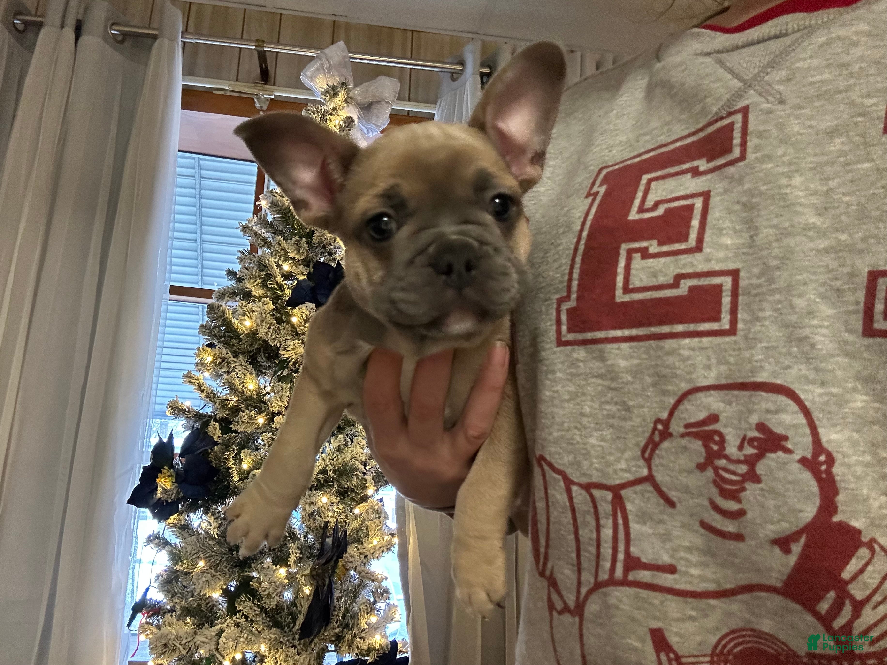 French Bulldog dogs Hugo - Ad 26
