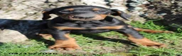 Doberman Pinscher dogs for sale: Honey - Ad 1