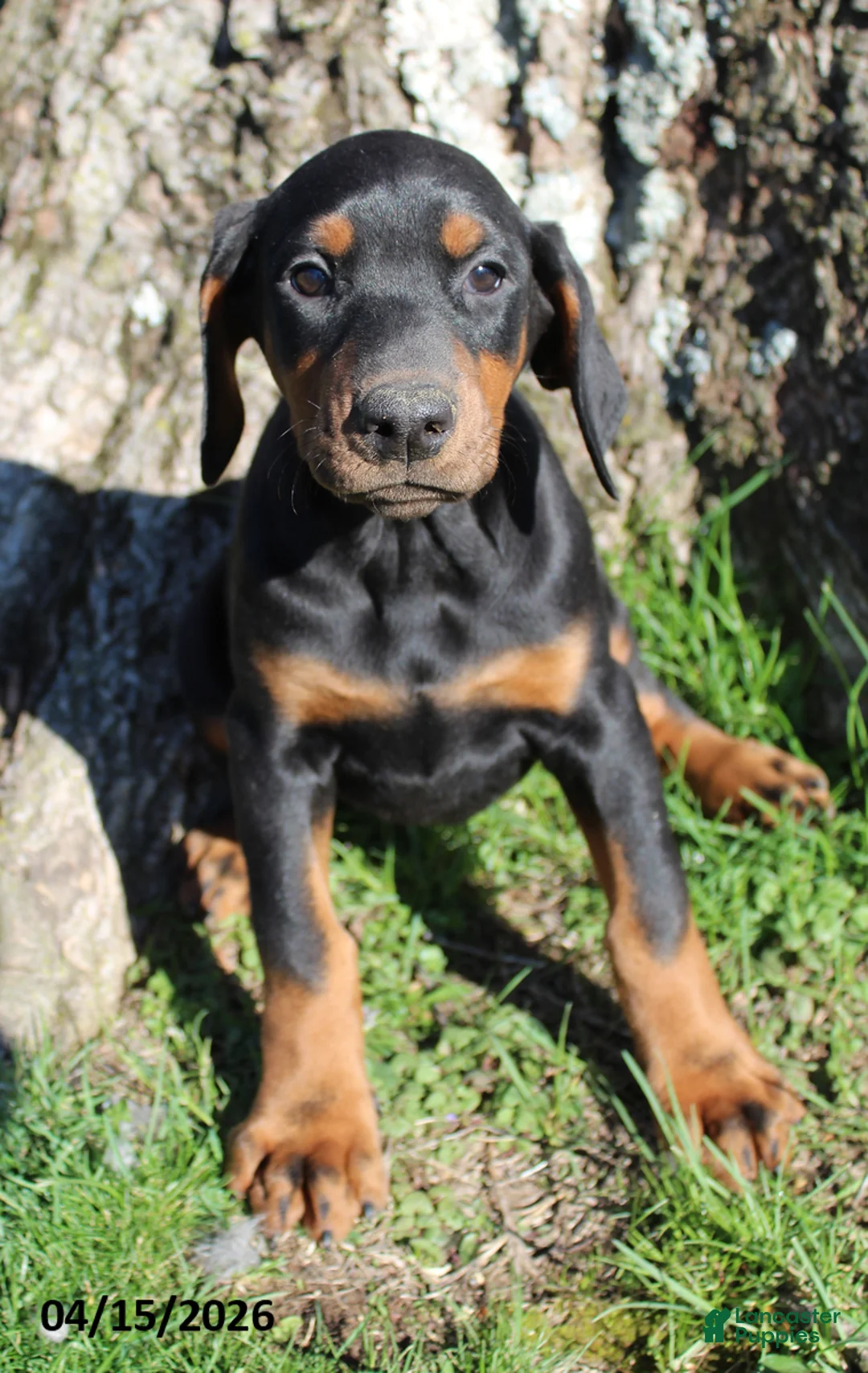 Doberman Pinscher dogs for sale: Honey - Ad 1