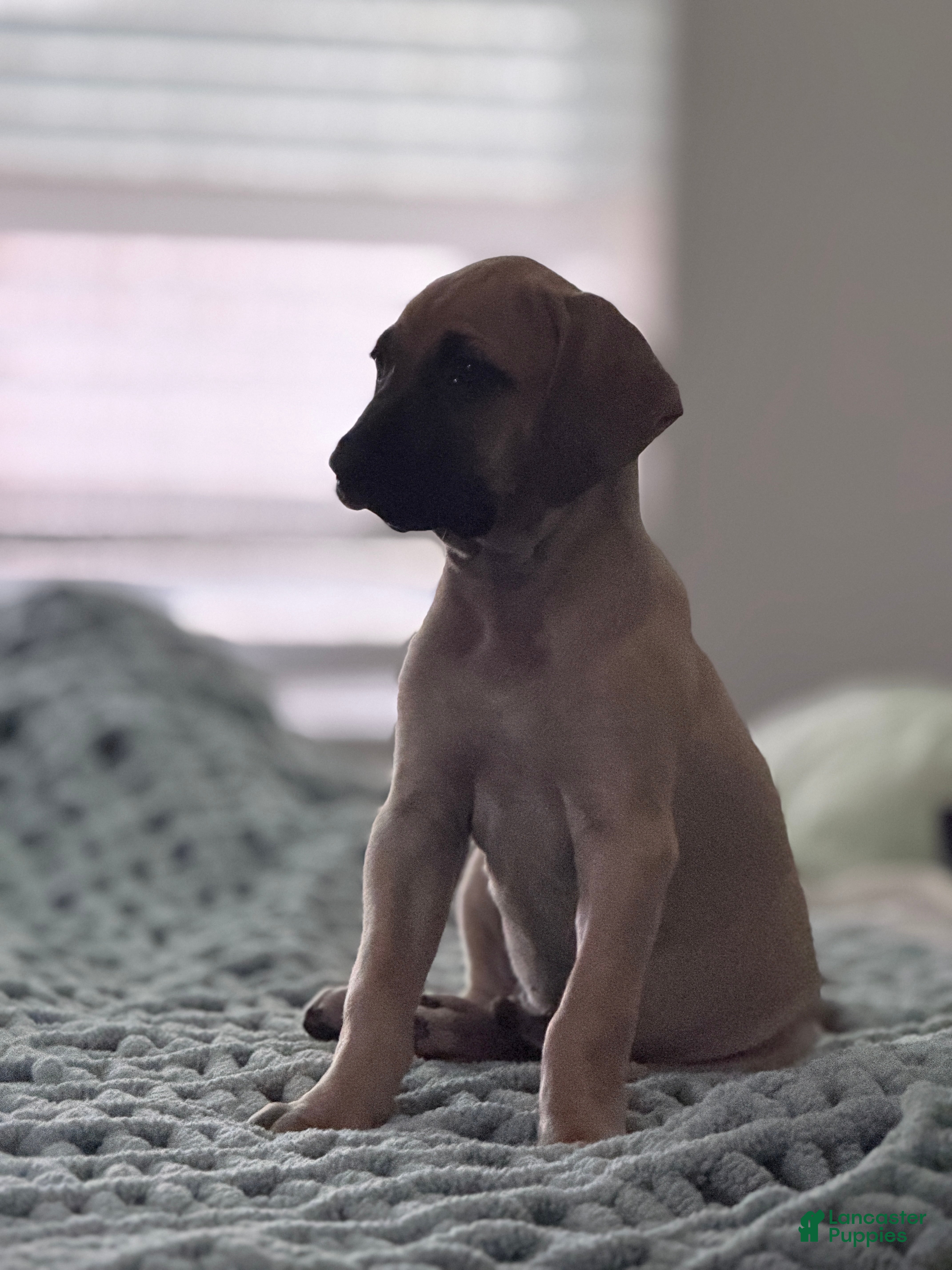 Black Mouth Cur dogs Black Mouth Cur 1 - Ad 13