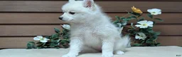 Pomsky dogs for sale: Poppy - Ad 5