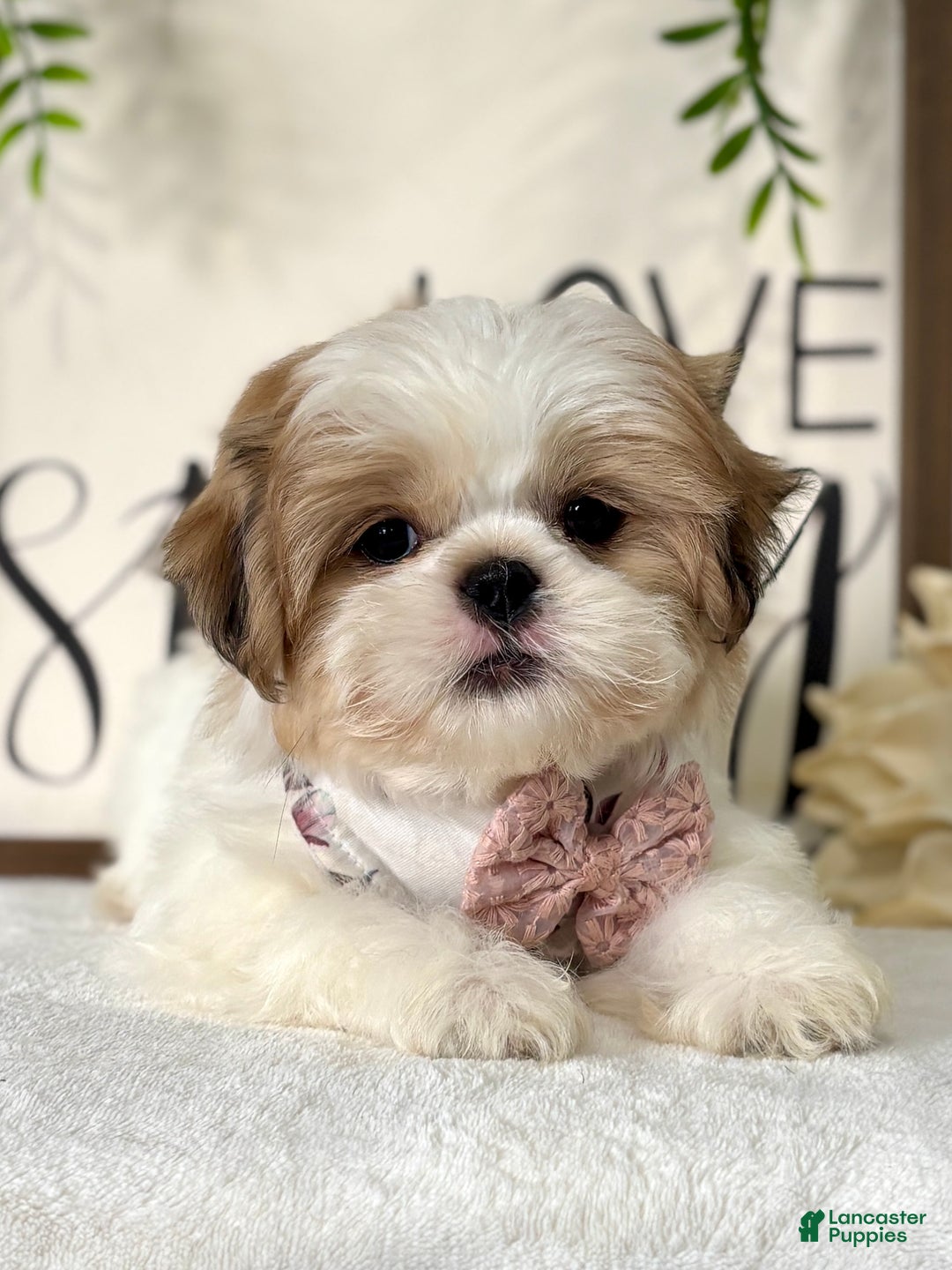 Shih Tzu dogs for sale: Bonita - Ad 2