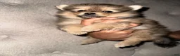 Pomeranian dogs for sale: Pomeranian 1 - Ad 1