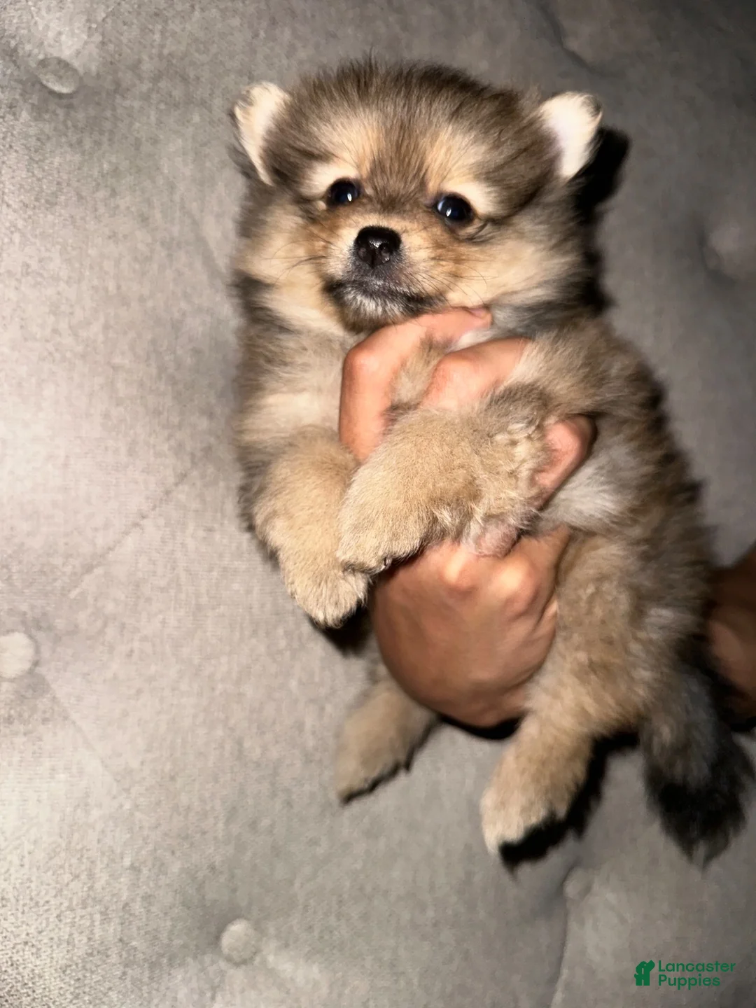Pomeranian dogs for sale: Pomeranian 1 - Ad 1