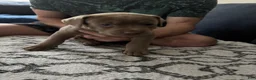 Mixed Breed dogs for sale: Blue - Ad 8