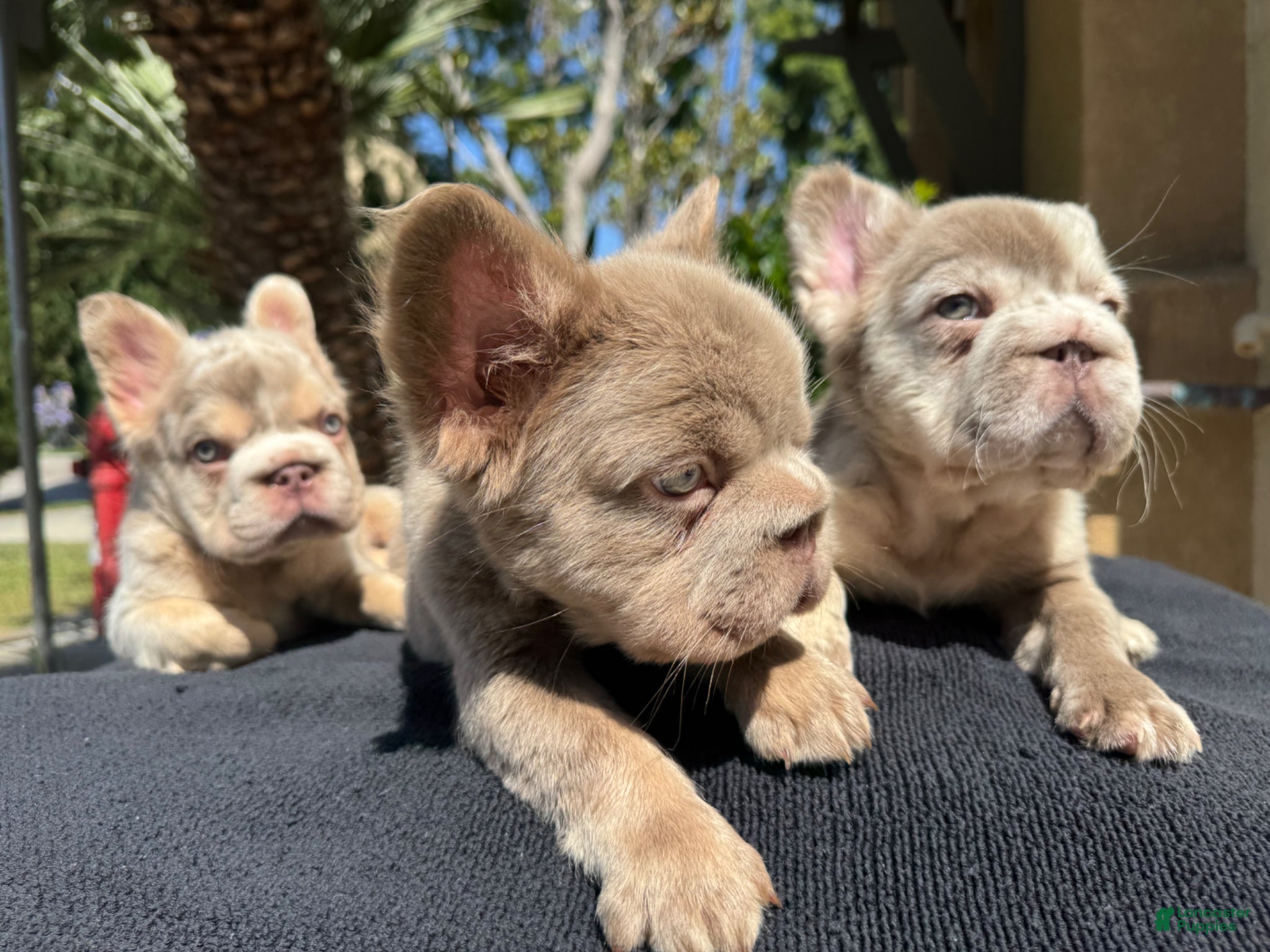 French Bulldog dogs Gelato  - Ad 2