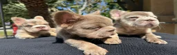 French Bulldog dogs for sale: Cash - Ad 2