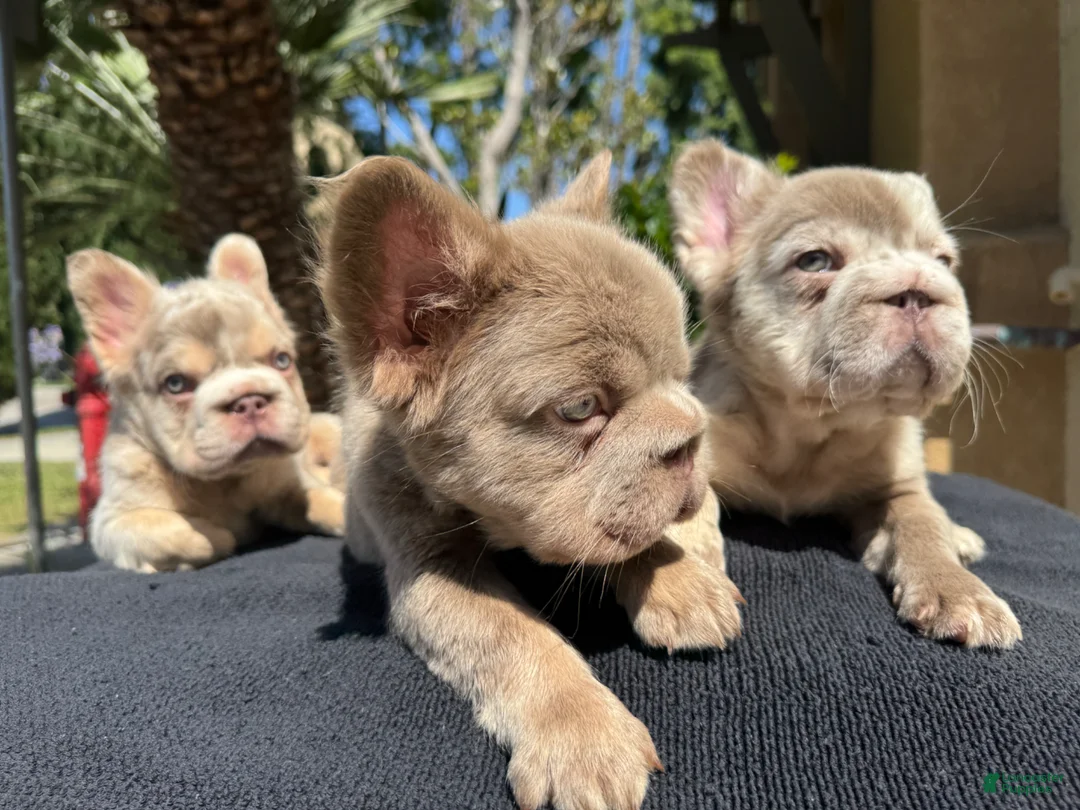 French Bulldog dogs for sale: Cash - Ad 2