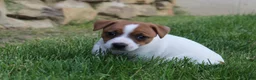Jack Russell Terrier dogs for sale: Sam - Ad 4