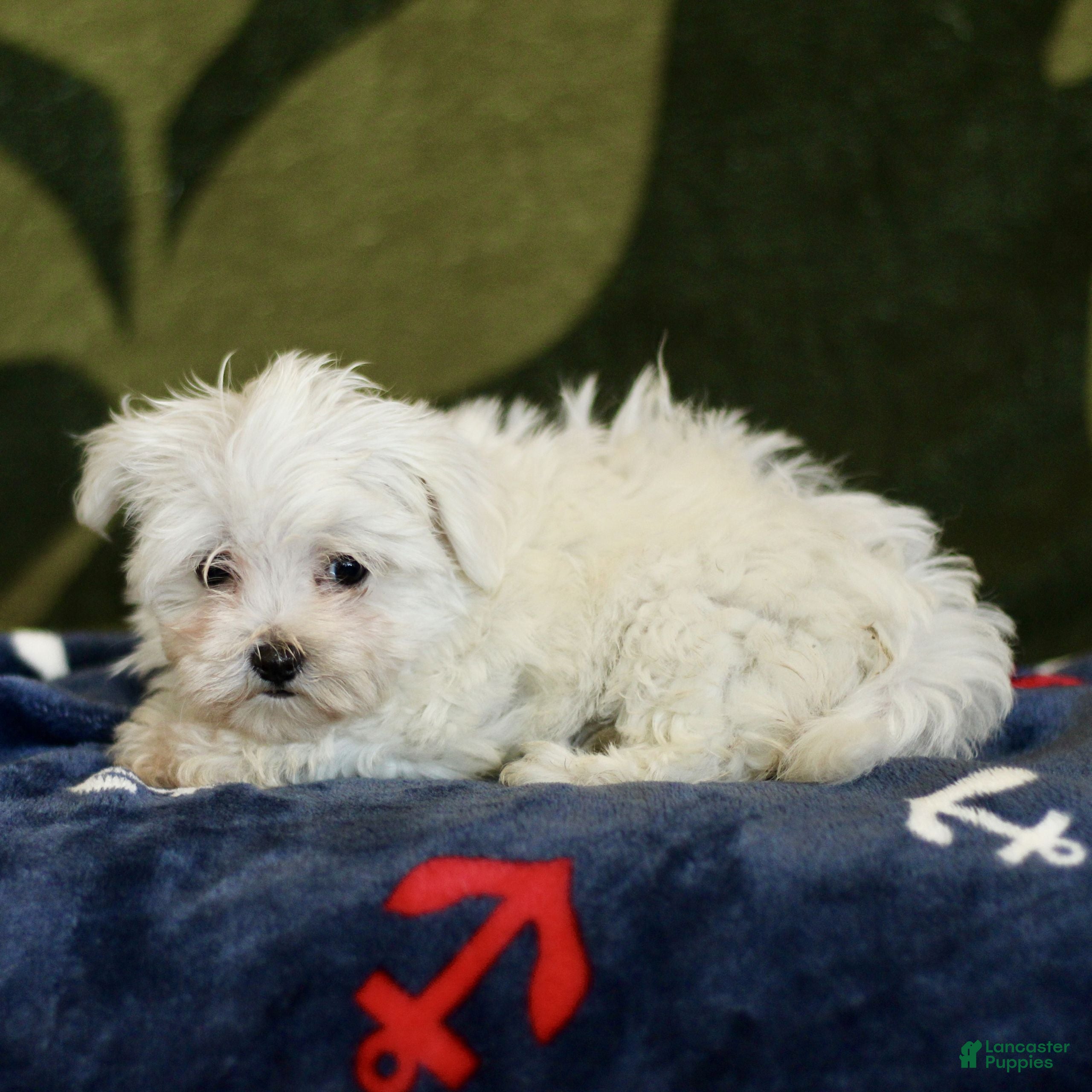 Maltese dogs Missy  - Ad 2