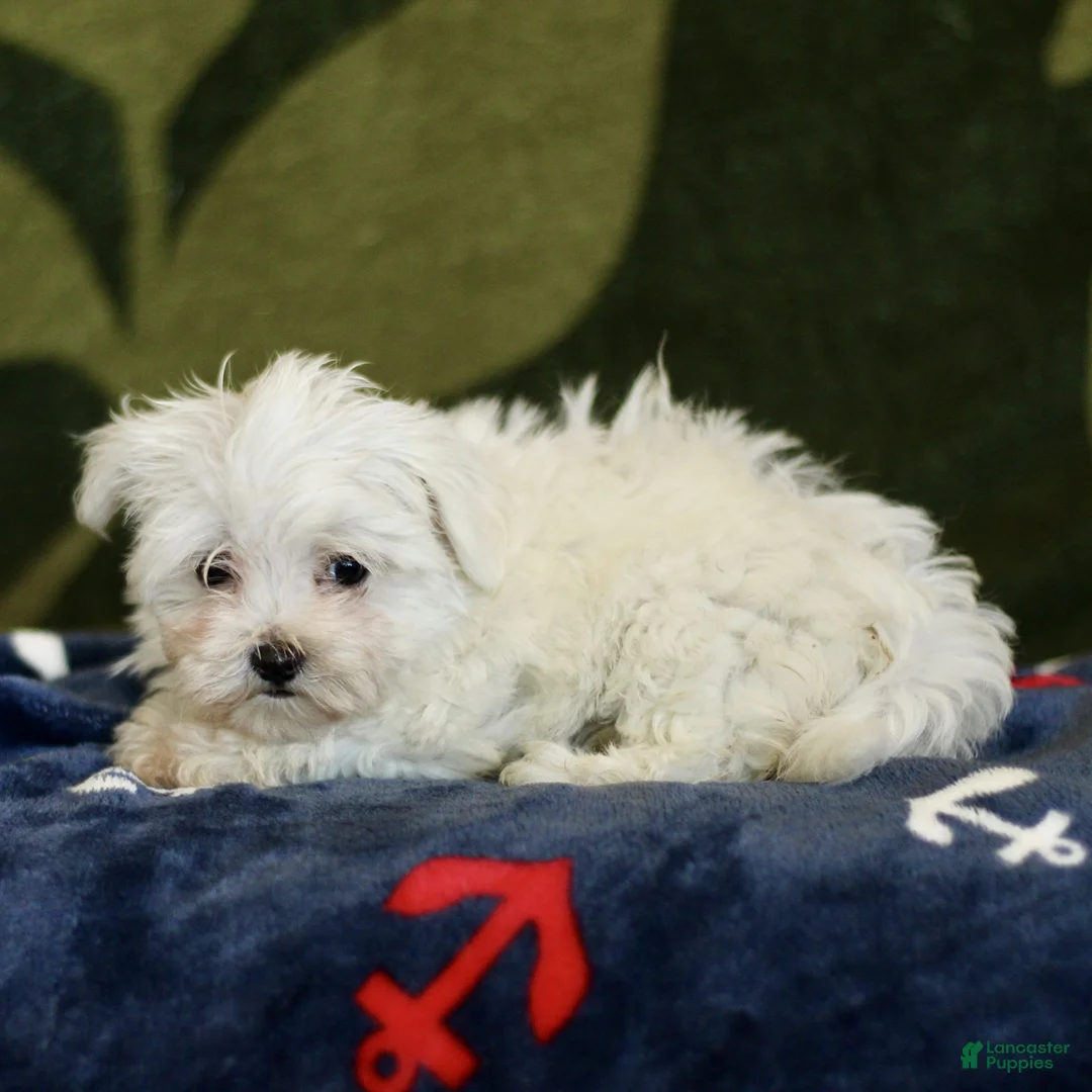 Maltese dogs for sale: Missy  - Ad 2