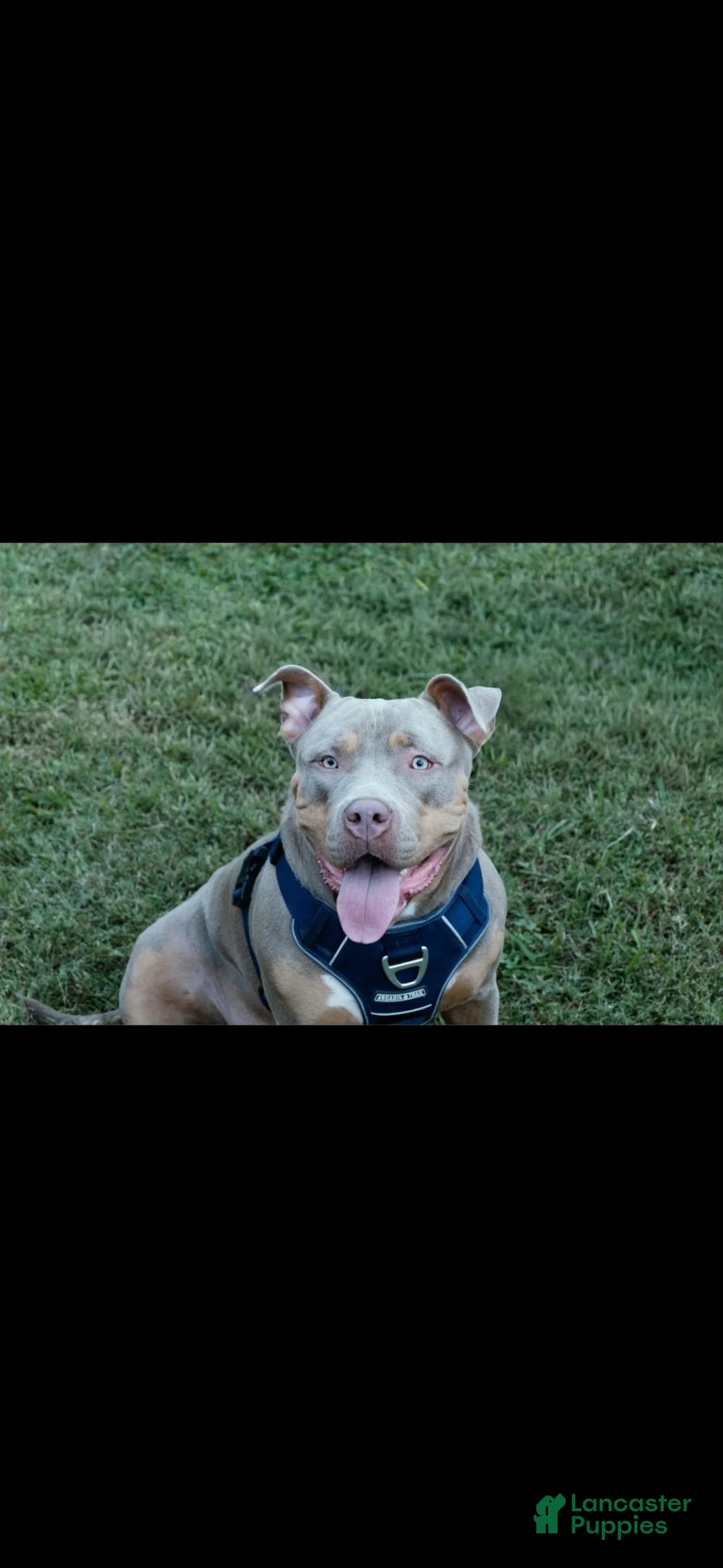 American Bully dogs for sale: Storm - Ad 3