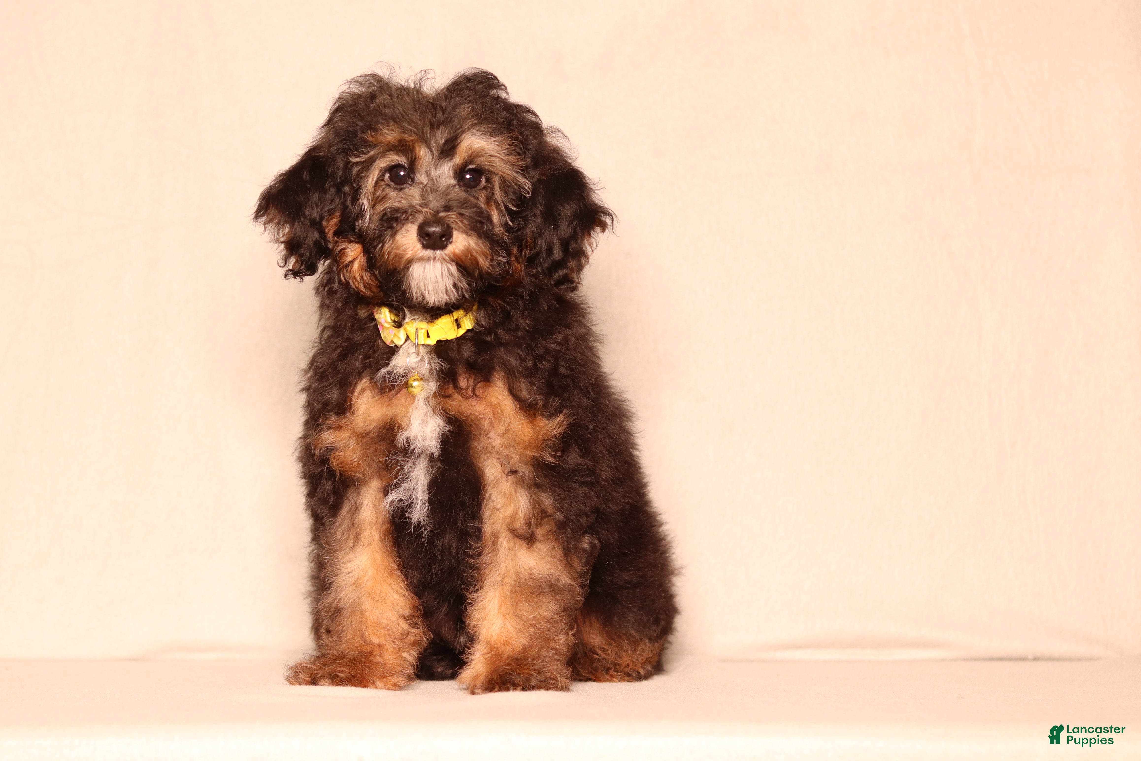 Mixed Breed dogs Ranger - Ad 1