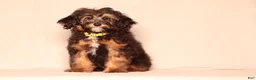 Mixed Breed dogs for sale: Ranger - Ad 1
