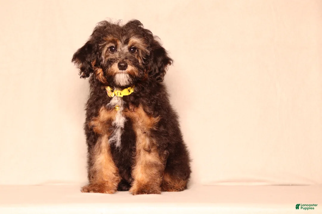 Mixed Breed dogs for sale: Ranger - Ad 1