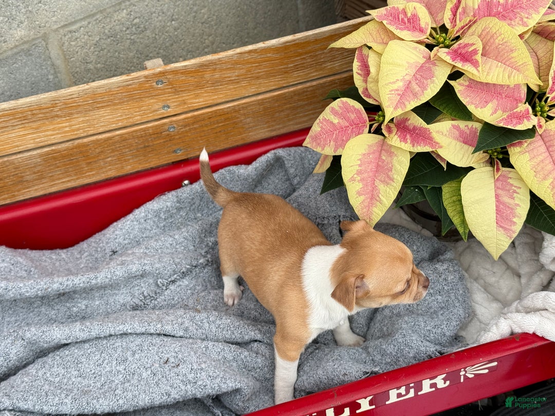 Chihuahua dogs for sale: Crystal - Ad 2