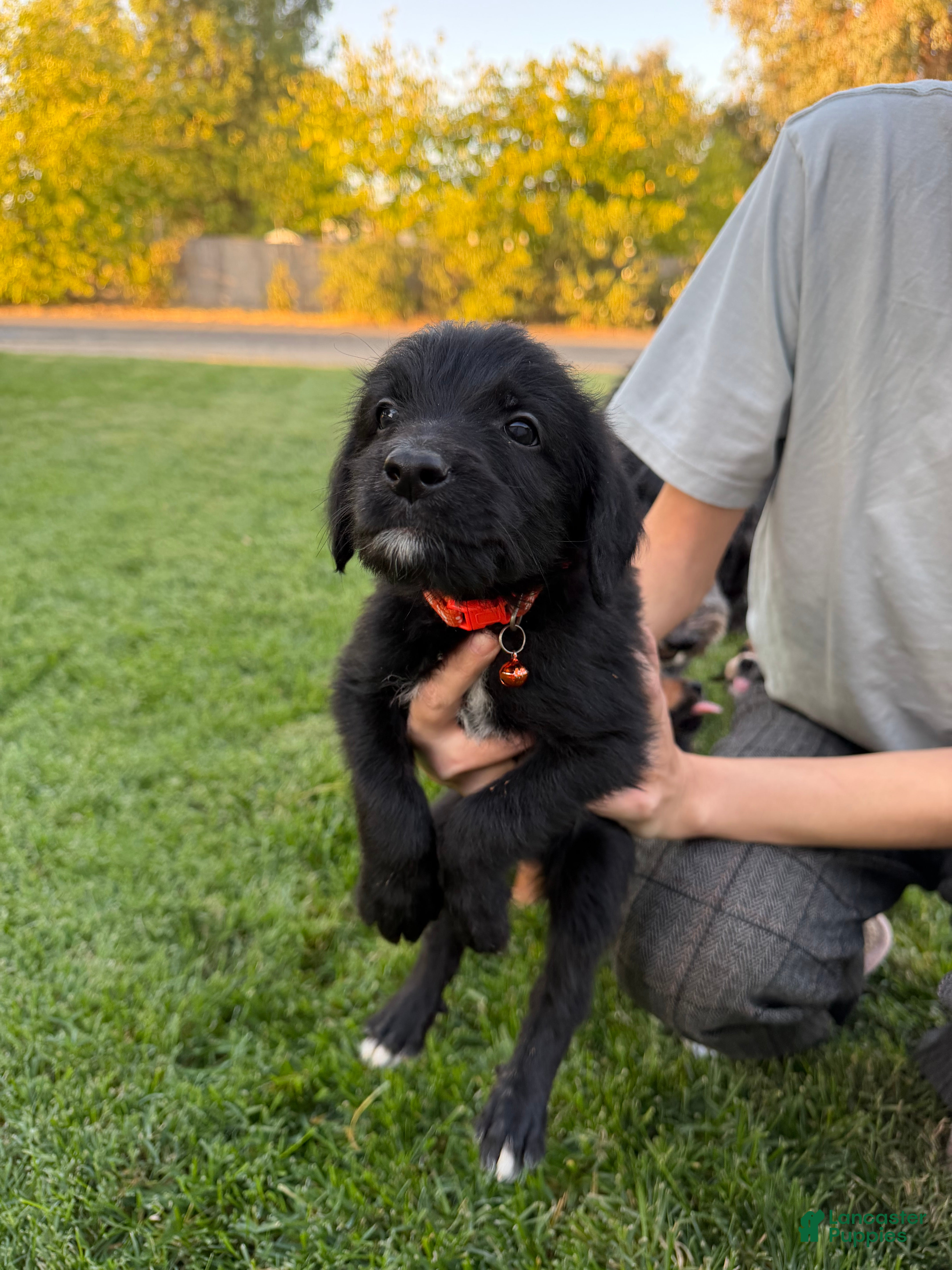 Mixed Breed dogs for sale: Doberdoodle 7 - Ad 4
