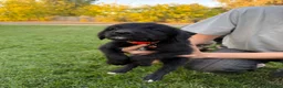 Mixed Breed dogs for sale: Doberdoodle 7 - Ad 1