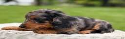 Miniature Dachshund dogs for sale: Maple - Ad 4
