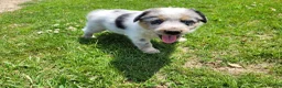 Mixed Breed dogs for sale: John - Ad 3