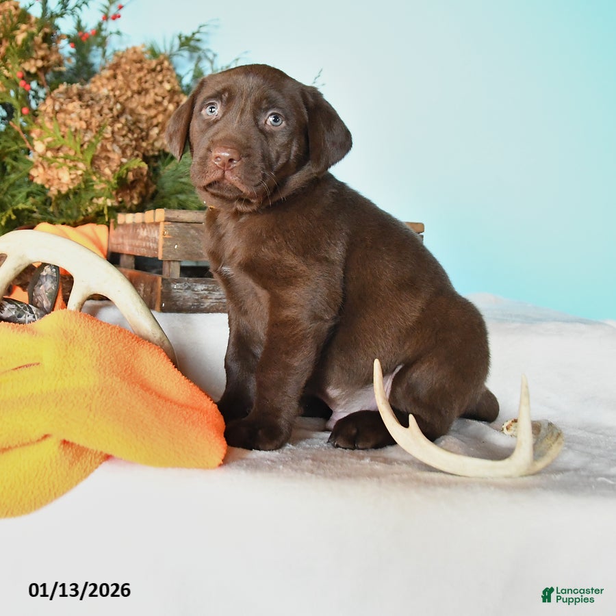 Labrador Retriever dogs Ebenezer - Ad 30