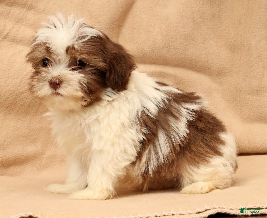 Havanese dogs for sale: BJ - Ad 8