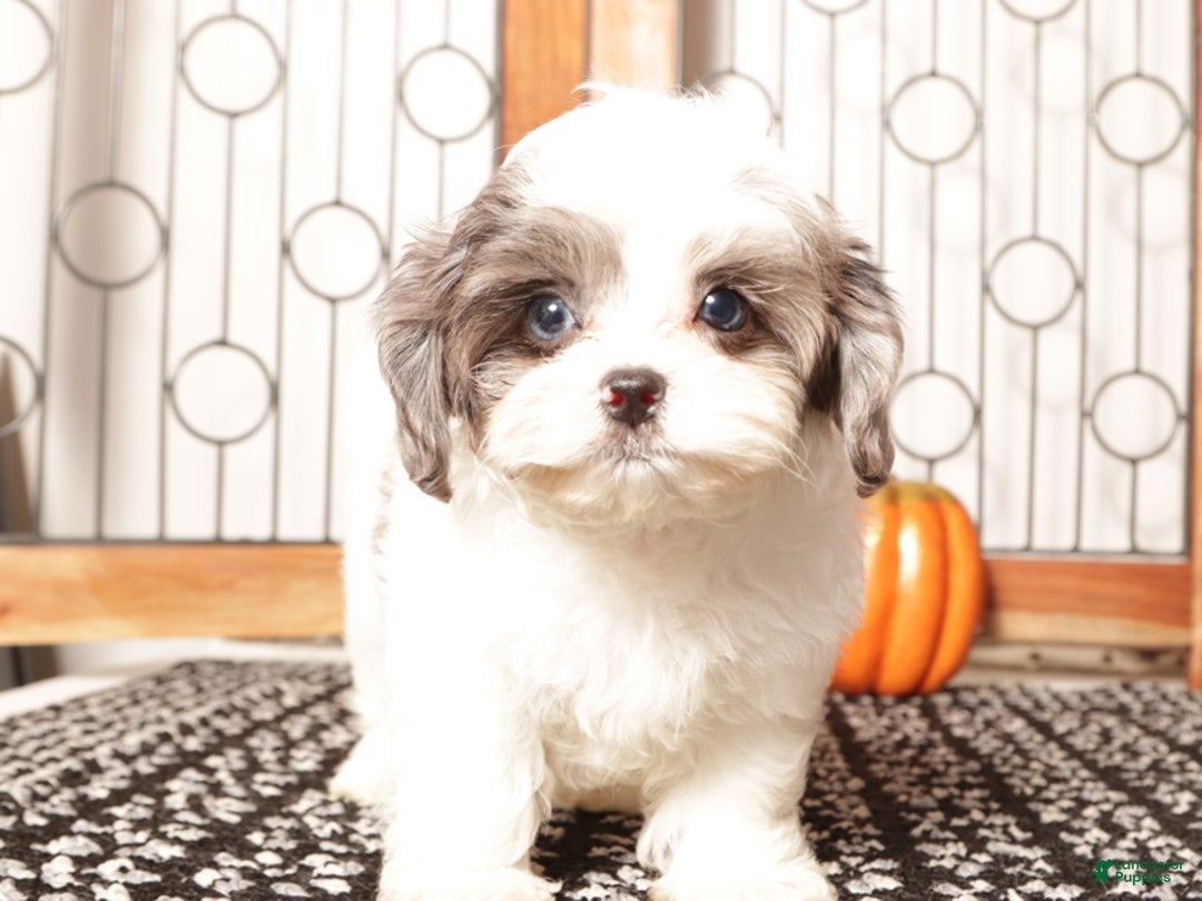 Shihpoo dogs for sale: Louie Male Toy ShihPoo Puppy - Ad 3