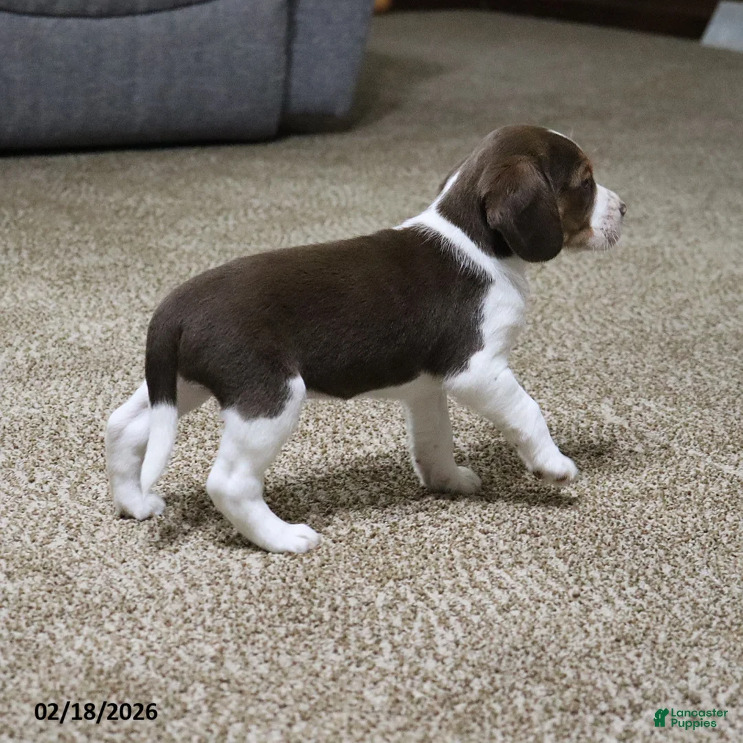 Beagle dogs for sale: Nutmeg - Ad 9