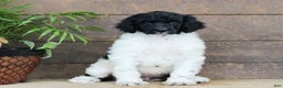 Standard Poodle dogs for sale: Felicity - Ad 2