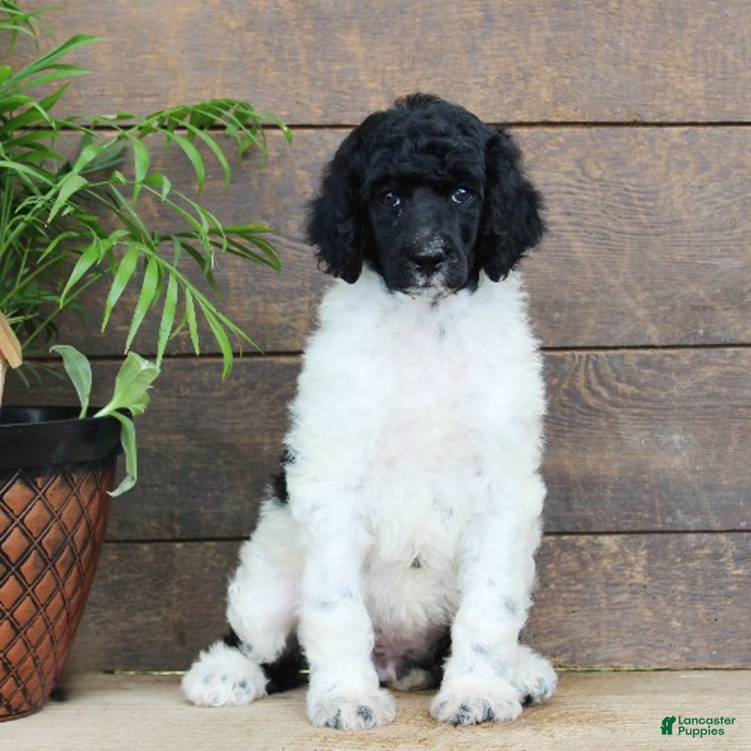Standard Poodle dogs for sale: Felicity - Ad 2