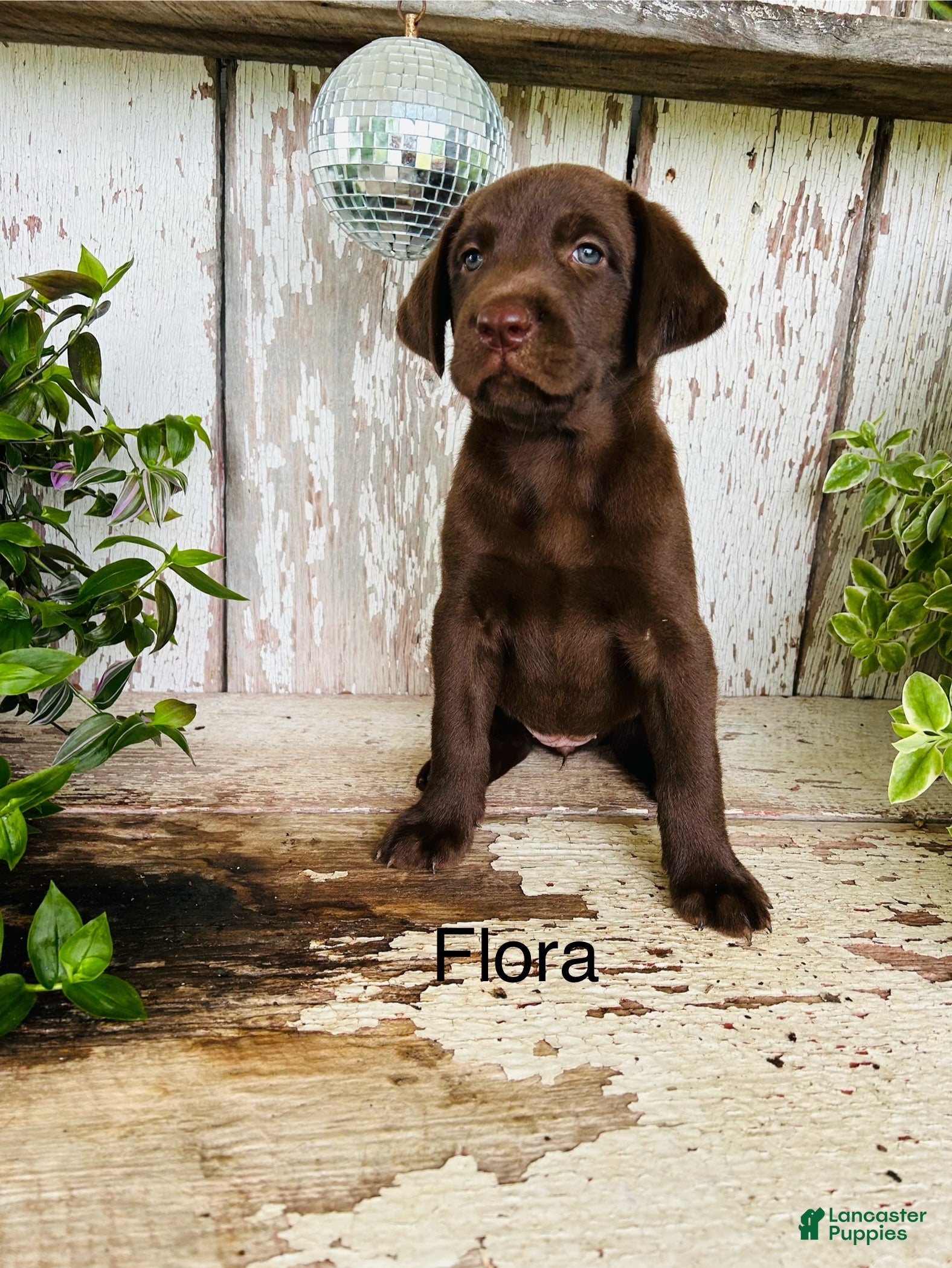 Labrador Retriever dogs Flora - Ad 1