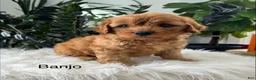 Mini Goldendoodle dogs for sale: Banjo - Ad 6