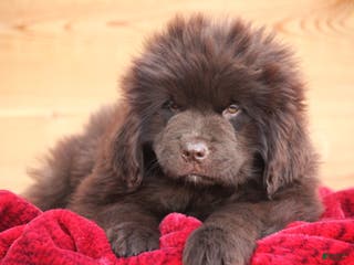 Newfoundland dogs Pansy - Ad 10