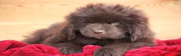 Newfoundland dogs for sale: Pansy  - Ad 2