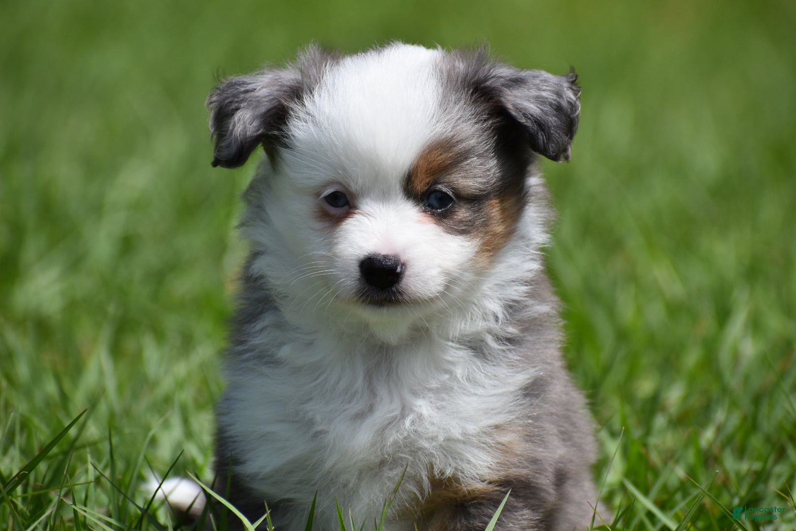 Toy Australian Shepherd dogs Toy Australian Shepherd Puppy 1 - Ad 10