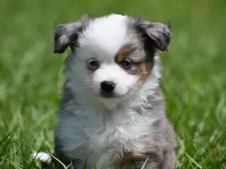 Toy Australian Shepherd dogs Toy Australian Shepherd Puppy 1 - Ad 10