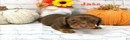 Dachshund dogs for sale: Jase - Ad 5